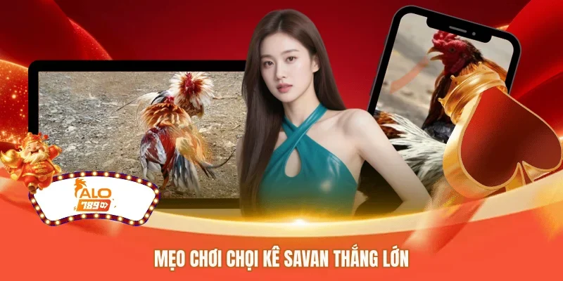 Mẹo chơi chọi kê savan thắng lớn